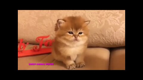 Ethiopian Funny dog reaction of eating funny cat DOGS animal, cutest, baby, amazing pet videos compi