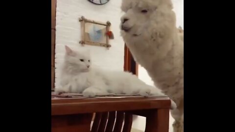 Cat And Alpaca Friend