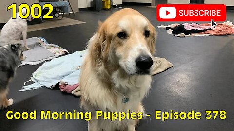 [1002] GOOD MORNING PUPPIES - EPISODE 378 [#dogs #doggos #doggos #puppies #dogdaycare]