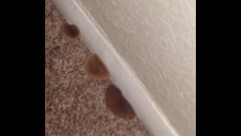 Aurora man reaches out to Contact 7 after finding mushrooms growing out of dining room carpet