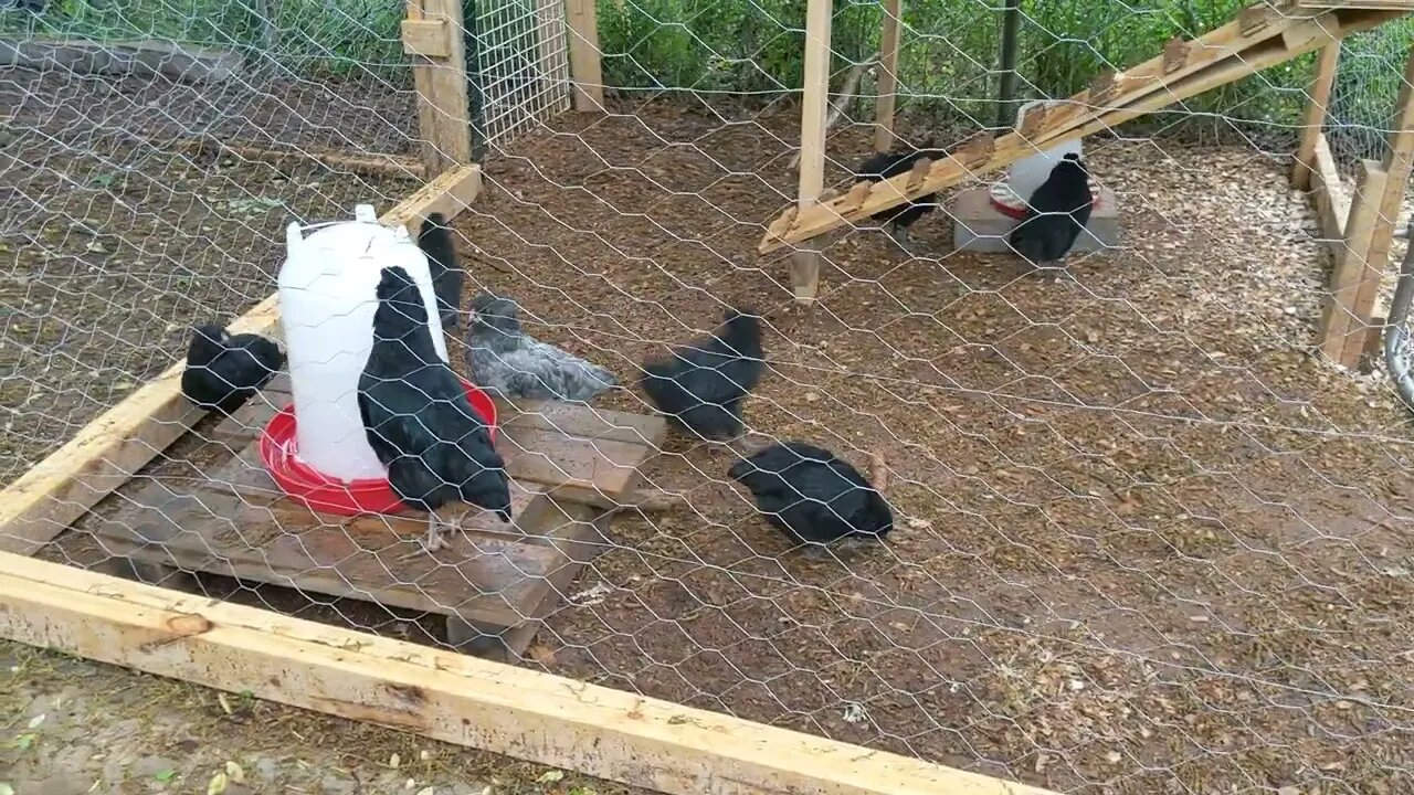 30 seconds of chickens Part 10