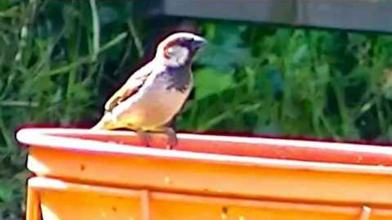 IECV NV #382 - 👀 House Sparrows Out Back 6-5-2017