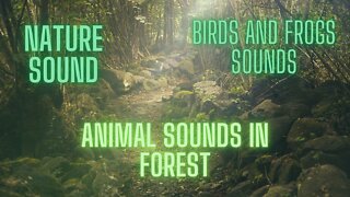 ANIMAL SOUNDS IN NATURE. NATURE SOUNDS IN FOREST.