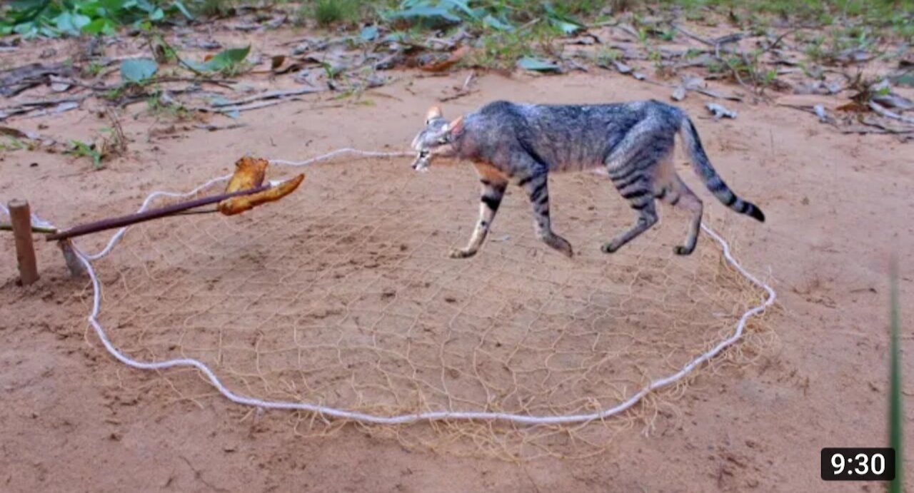 Simple Wild Cat Trap Using Nets