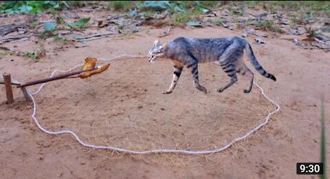 Simple Wild Cat Trap Using Nets