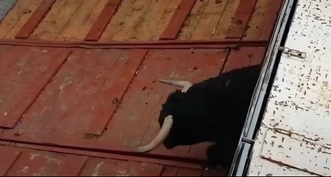 bull breaks its back after jumping off a roof