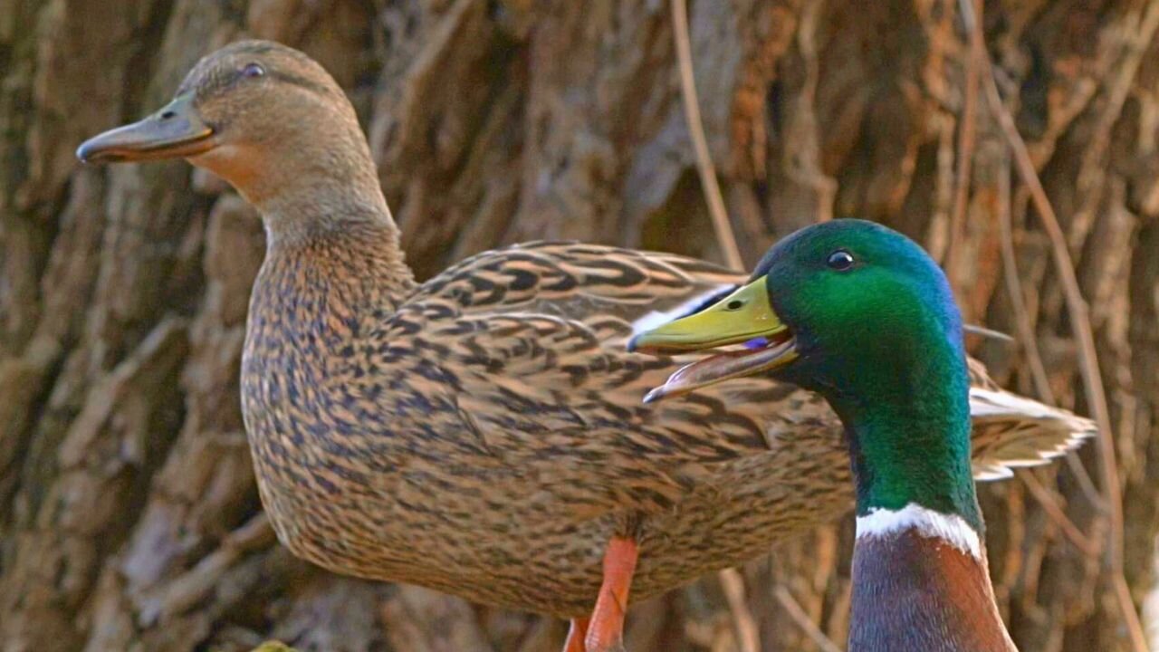 Bobblehead Drake Joins Quacking Hen in the Tree. Mallard Ducks