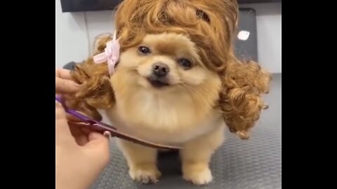 Cute Mini Pomeranian || Funny and Cute Dog