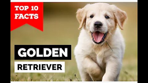 Top 10 Facts- Golden Retriever