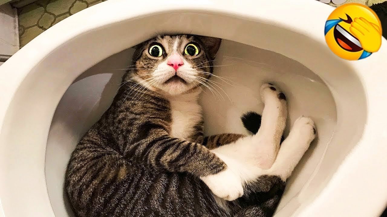 🤣 New funny cats compilation 🤣 Best funny animals video 🤣 (2024)