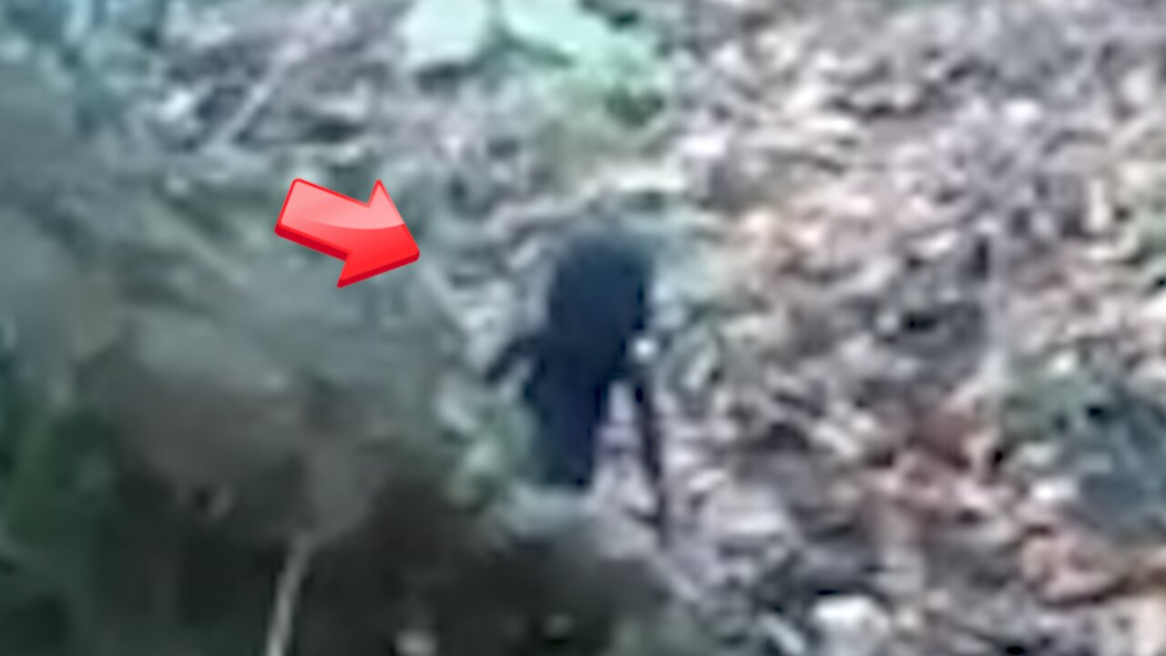 Sighting of a dark green dwarf living in the forest [conspiracy]