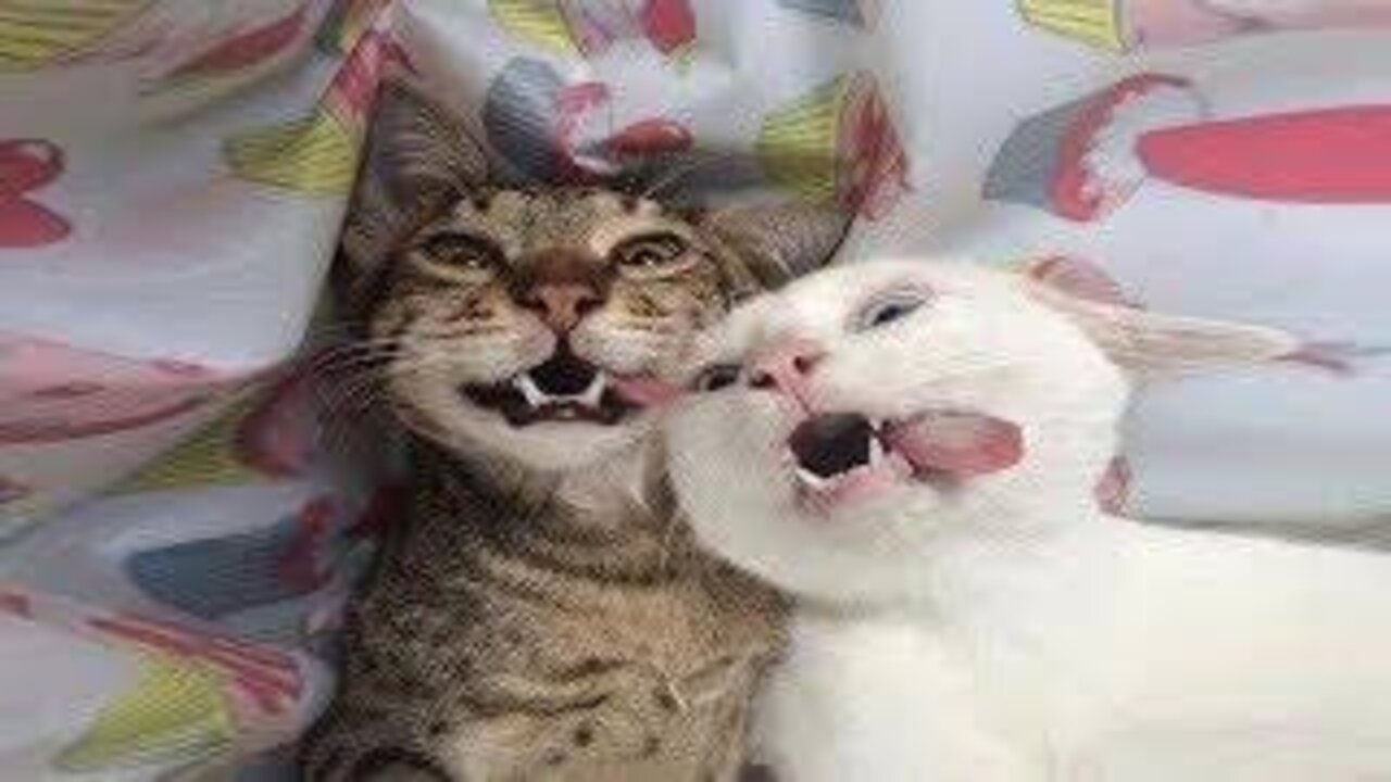 😇 Owners are CRYING, you are LAUGHING! 😹 -The Funniest Cat Videos on the Internet