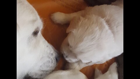 3 week old golden retriever puppy kissing his mom and then...