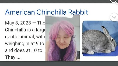 AMERICAN CHINCHILLA RABBIT