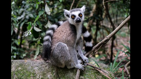 Amizing view of Lemurs # ring tailed Lemurs 4K