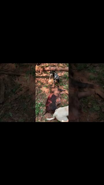 Bluetick catches and dogo argentino catch 300 plus pound largest sow wild pig of my life beast mode