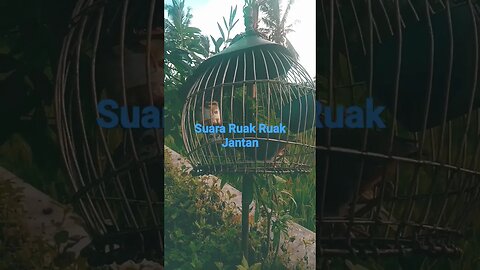 Ruak Ruak Janta