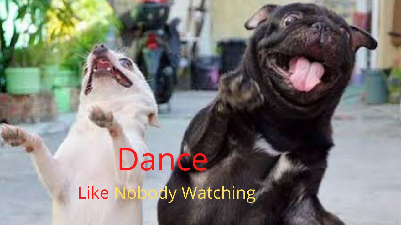 cute dogs nice dance performance