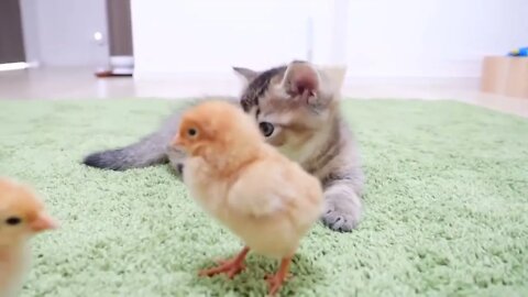 Kitten who want to sleep vs Chicks who don't want her to sleep