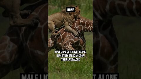 🦁 vs 🐈 HUNTING STRATEGIES! #Lion #lioness #hunting #strategy