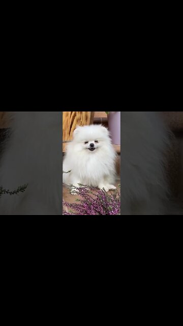 Melhores Vídeos de Animais Engraçados e Fofos | MEU PET ZUADO #01 🐱Gatos e 🐶Cães engraçados.