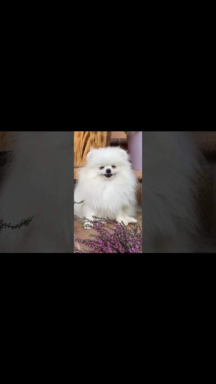 Melhores Vídeos de Animais Engraçados e Fofos | MEU PET ZUADO #01 🐱Gatos e 🐶Cães engraçados.