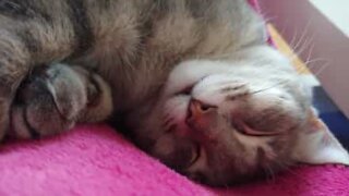 Gata não para de lamber enquanto dorme!