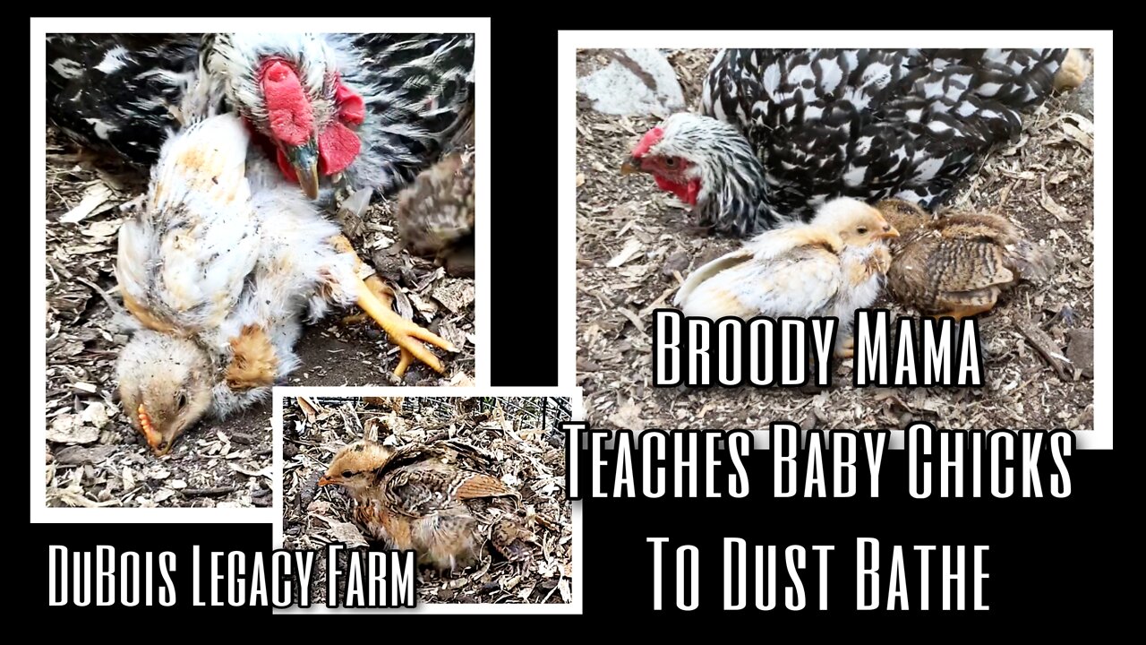 17 Day Old Chicks Learn To Dust Bathe