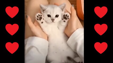 Cute and Funny Kittens and Cats Video Compilation - SUPER Adorable!!!