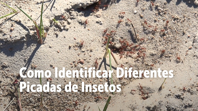 Como Identificar Diferentes Picadas de Insetos