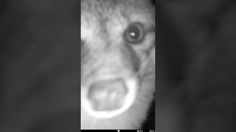 The Fox Sniffs The Camera #Shorts 🌲
