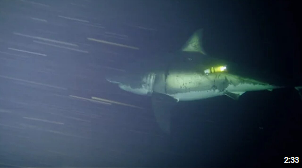 Great White Naps for First Time on Camera