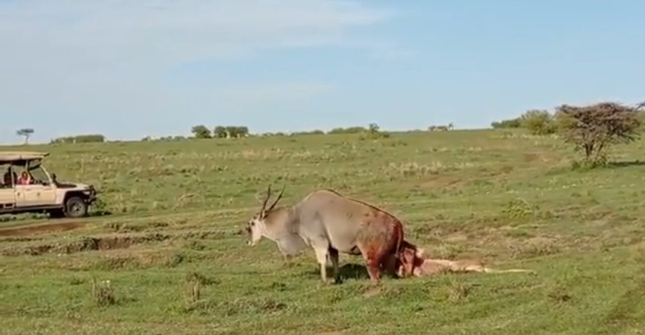 Lioness trying to bring down Eland Maasai Mara National Reserve