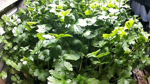 Aeroponic Timelapse Ending 19-10-2024