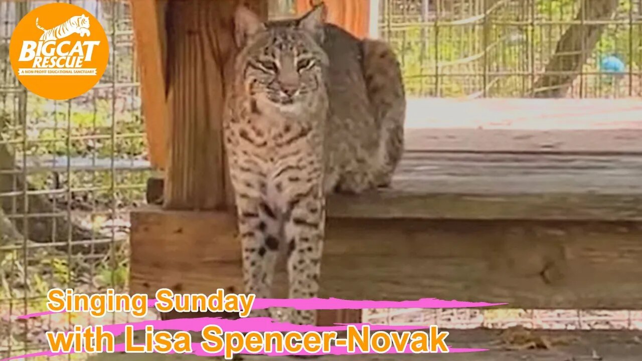 It’s Singing Sunday with Lisa and Carole at BigCatRescue.org 02 26 2023 singing to Nabisco and Flint