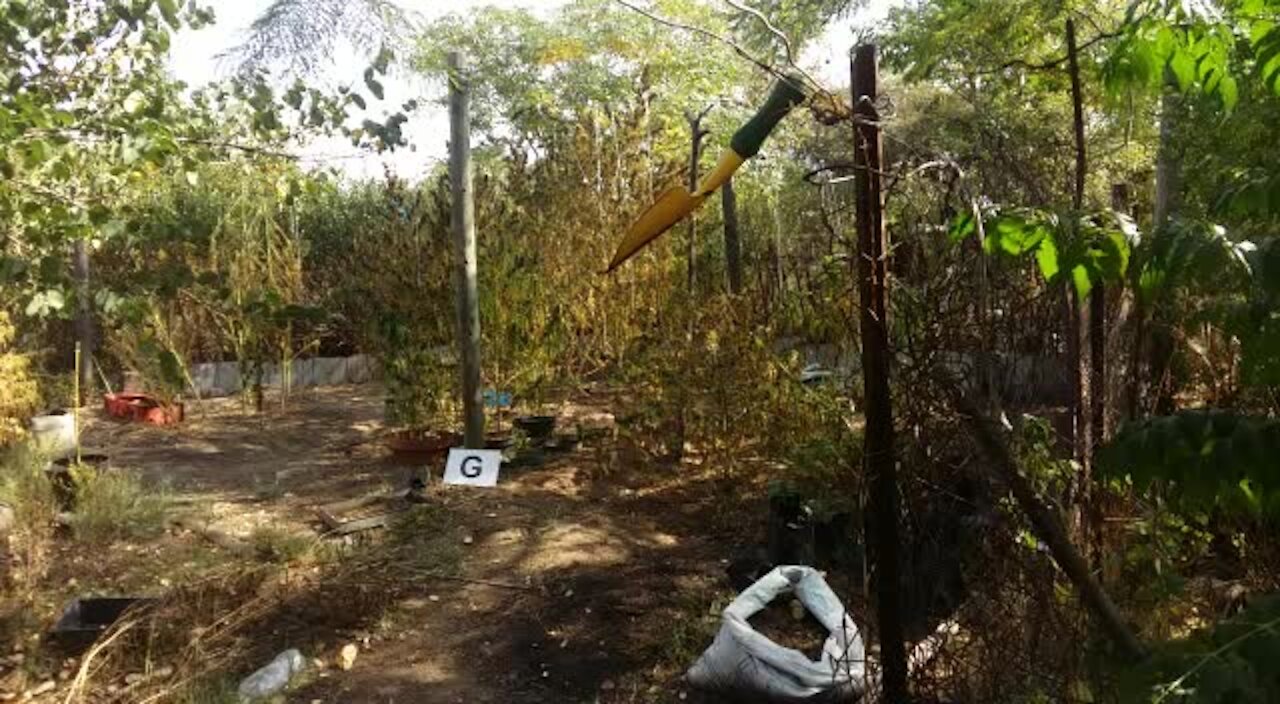SOUTH AFRICA - Pretoria - Massive Drug Bust in Hammanskraal (Video) (soq)