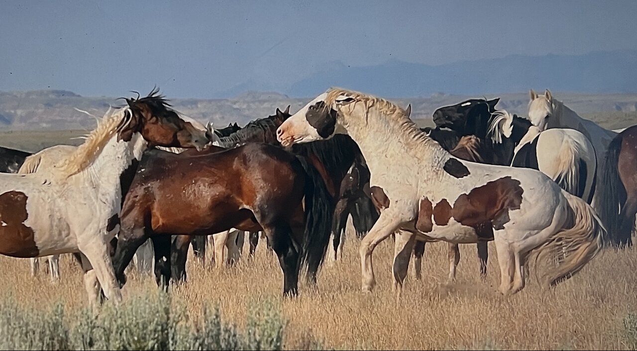 WHOA Wild Horses of America Ep 14 McCullough Peaks in Wyoming by Karen King