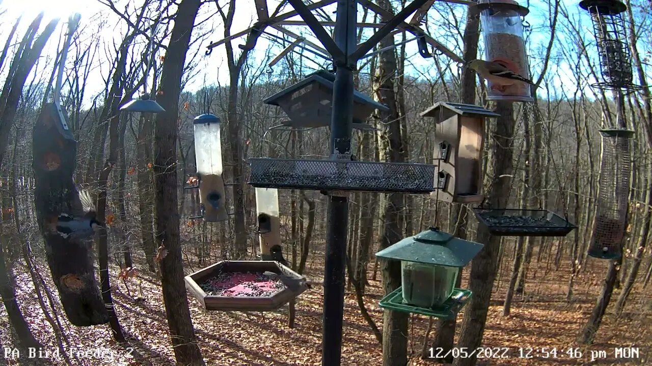 PA Feeder 2 - Scary Nuthatch Part 2