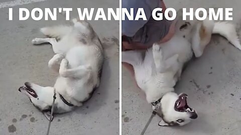 HUSKY DON'T WANT TO GO HOME