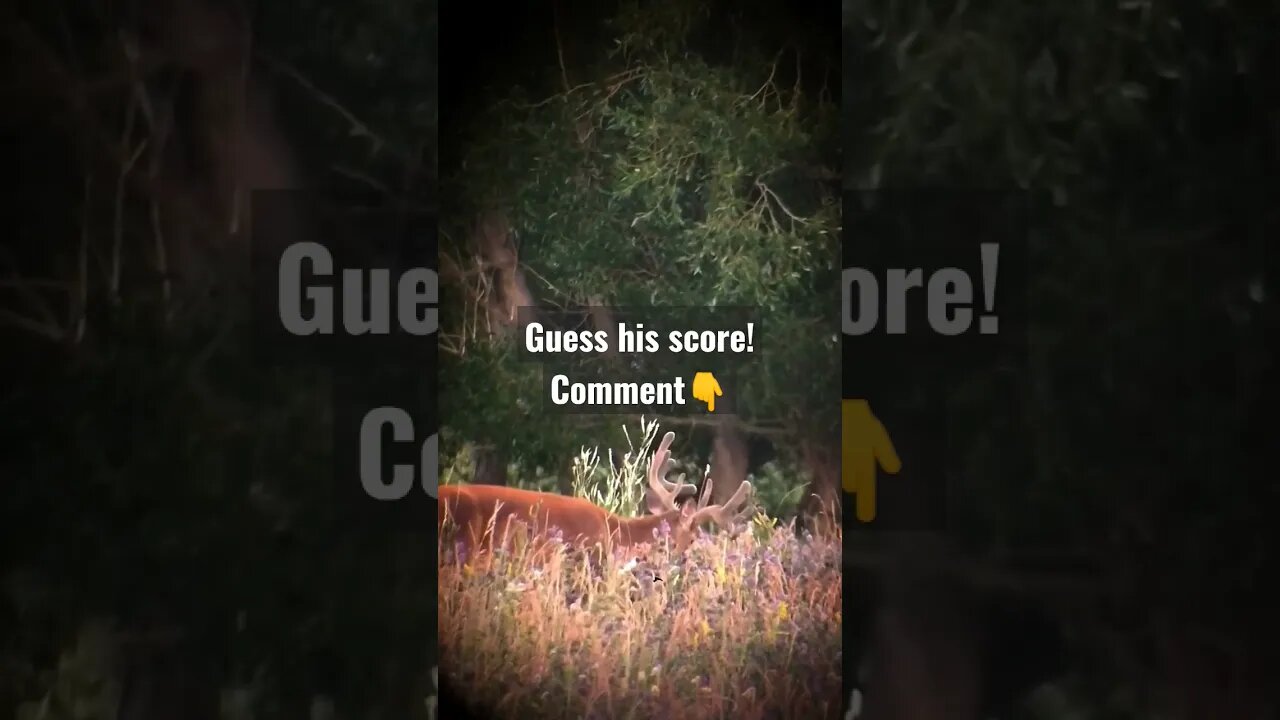 guess his score! #deer #deerhunting #bucks #wyoming #shortsvideo #shortsfeed #velvet #wildlife