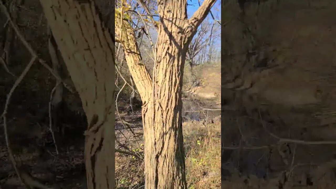 Hike 🚶 ♂️ back in the forest 🌳 at the Farm 🚜 Premier ( replay ) Live chat