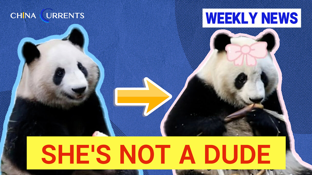 After years of being a dude, star panda finally discovers her true gender.