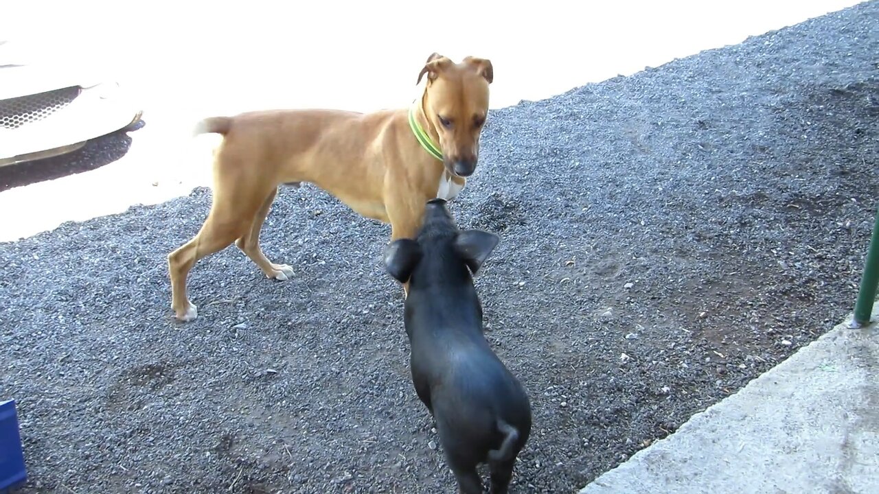 Friendly Pig Plays With Group Of Dogs