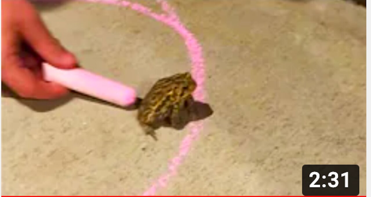 Frog Refuses to Leave Circle