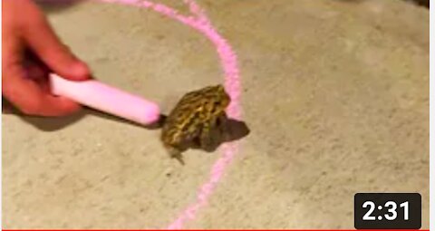 Frog Refuses to Leave Circle