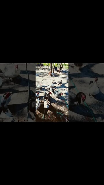 Good morning ducks are you waiting for food