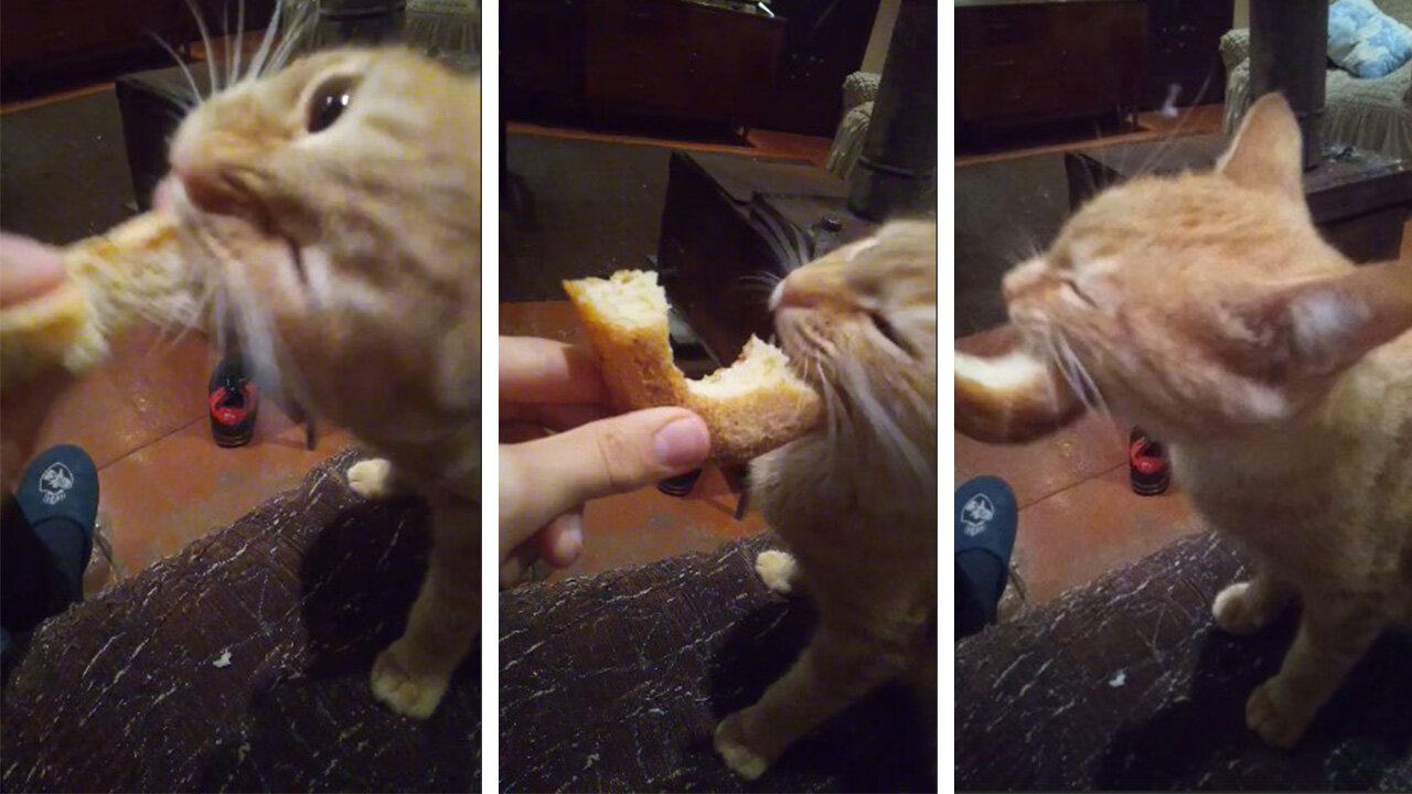 I Feed My Cute Cat With Bread