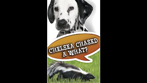 Chelsea Chased a What