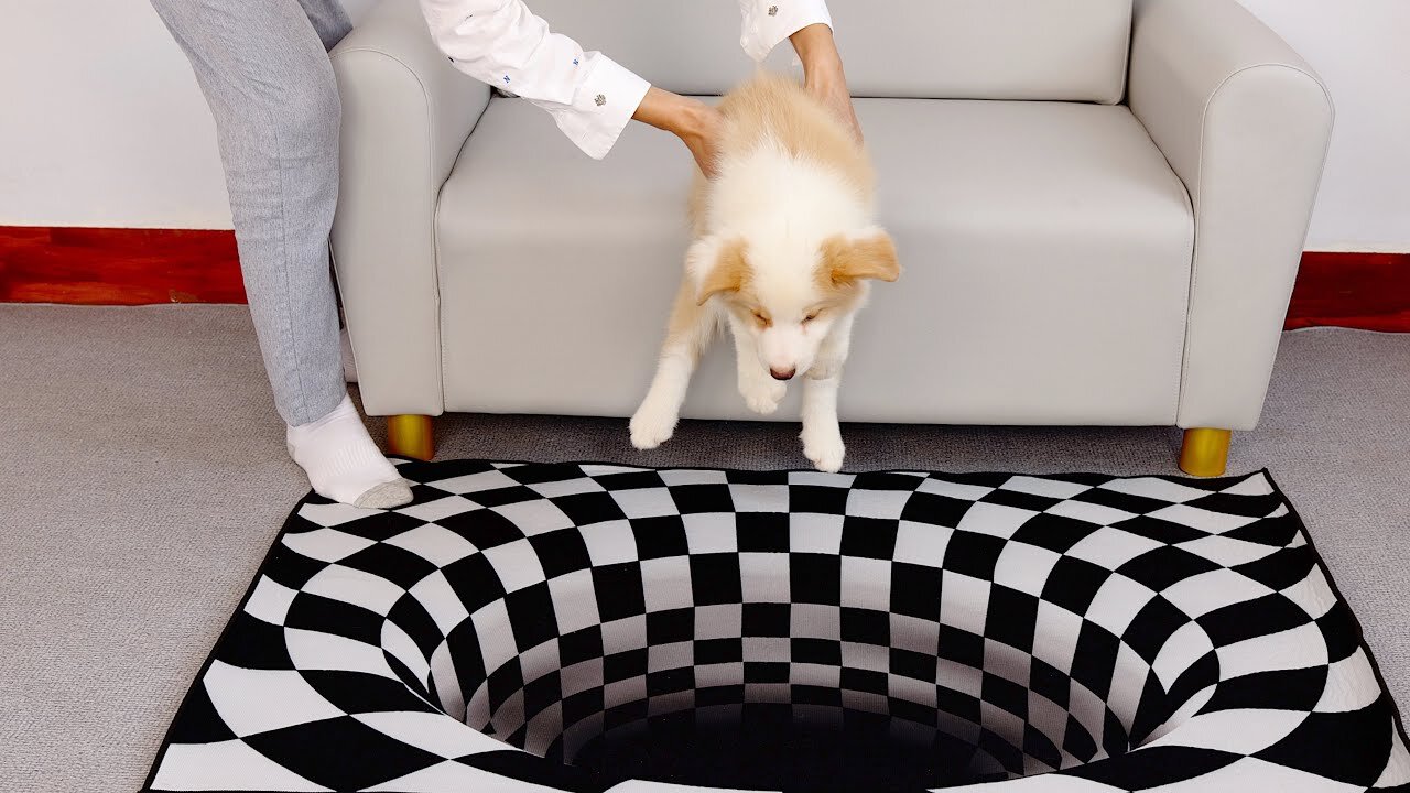 Dog's reaction when they see an optical illusion rug?