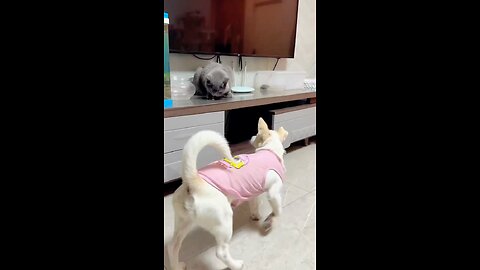 Cat & Dog fight 🤣